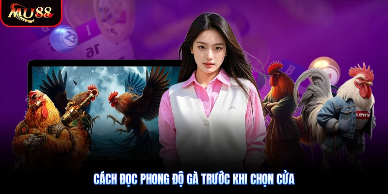 Cách đọc phong độ gà trước khi chọn cửa